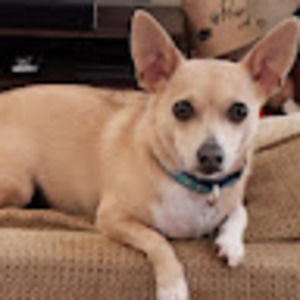 Meet your Posher, Alexa gram